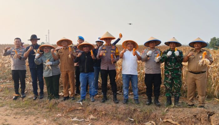 Dukung Program Ketahanan Pangan Nasional, Polres Metro Bekasi Panen Raya Jagung Kedua di Deltamas Cikarang Pusat