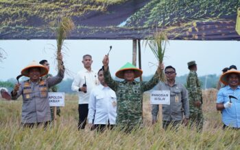 Panen Raya TNI di Sumedang Perkuat Sinergi Wujudkan Ketahanan Pangan Nasional