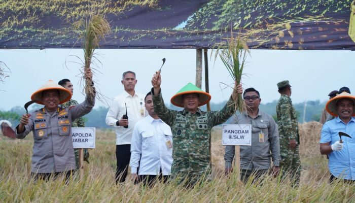 Panen Raya TNI di Sumedang Perkuat Sinergi Wujudkan Ketahanan Pangan Nasional