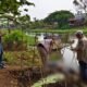 Identitas Terungkap! Mayat Laki-laki di Kali Irigasi Kampung Selang Cipayung Bernama Rojak Asal Karawang, Kapolsek Perida Pimpin Olah TKP